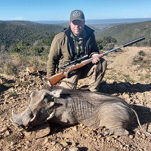 Warthog Hunting South Africa