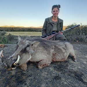 Warthog Hunting South Africa