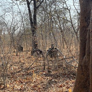 Waiting For Buffalo Mozambique