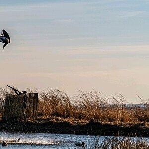 Wild Waterfowl South Africa