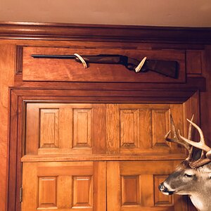 Warthog Tusk Gunrack On Honduran Mahogany Taxidermy