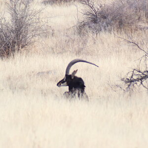 Sable Namibia