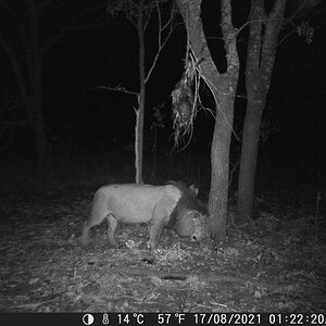 Lion Trail Cam