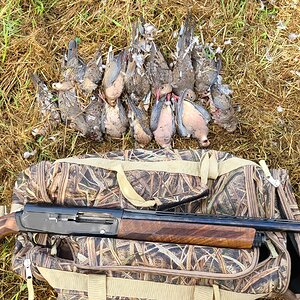 Dove Hunting Canada