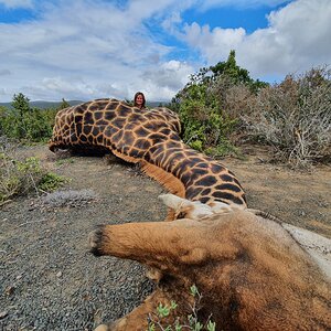 Giraffe Hunt South Africa