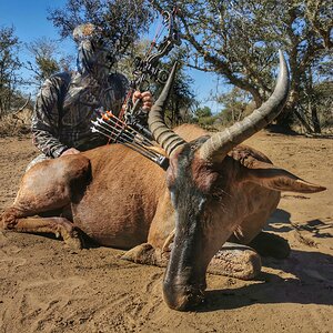 Bow Hunting Tsessebe South Africa