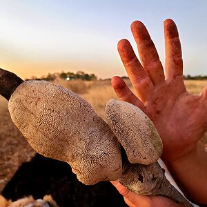 Ostrich Foot South Africa