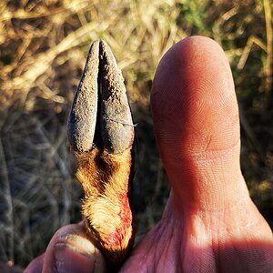 Steenbok Foot South Africa