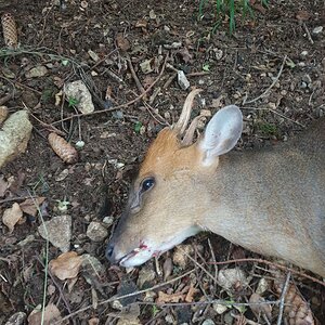 Muntjac Deer Hunt United Kingdom