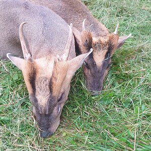 Muntjac Deer Hunt United Kingdom