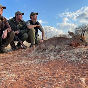 Steenbok Hunting Limpopo Povince South Africa