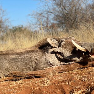 Warthog Hunting Limpopo Povince South Africa