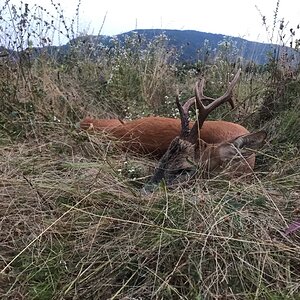 Roe Deer Hunting Romania