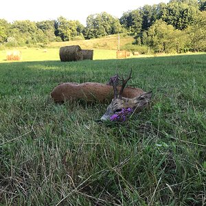 Roe Deer Hunting Romania