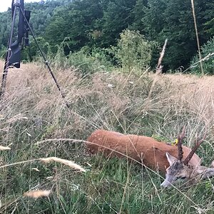 Roe Deer Hunting Romania