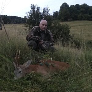 Roe Deer Hunting Romania