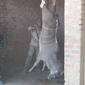 Kudu Skinning South Africa