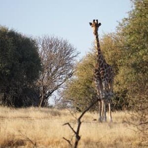 Giraffe South Africa