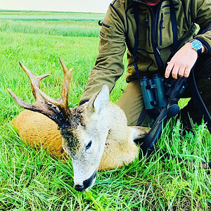 Roe Deer Hunting Romania