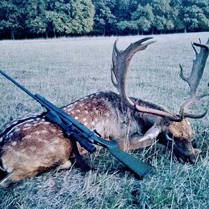 Fallow Deer Hunting Romania