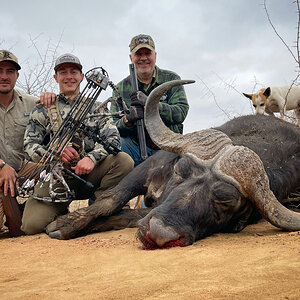 Buffalo Bow Hunting South Africa