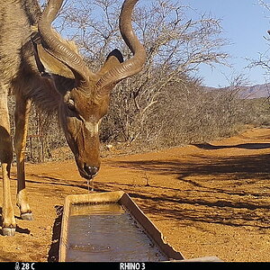 Old Kudu Bull Trail Cam