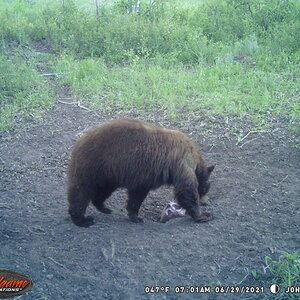 Black Bear Trail Cam