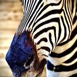 Zebra Pedestal Mount Taxidermy