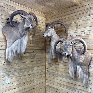 Aoudad Shoulder Mount Taxidermy