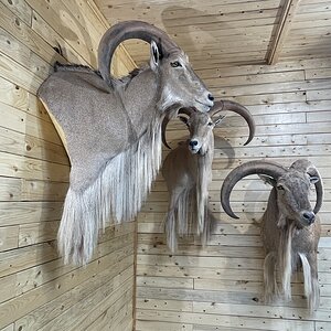 Aoudad Shoulder Mount Taxidermy