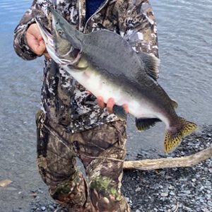 Salmon Fishing Kodiak Island Alaska