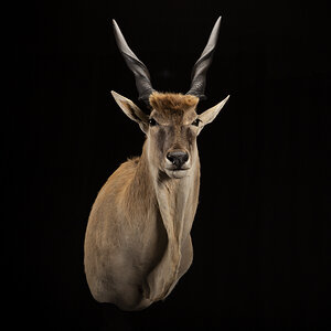 Eland Shoulder Mount Taxidermy