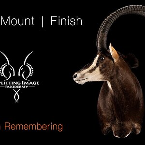 Sable Mounting & Finishing Splitting Image Taxidermy