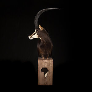 Sable Pedestal Mount Taxidermy