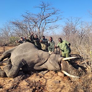 Elephant Hunt Zimbabwe