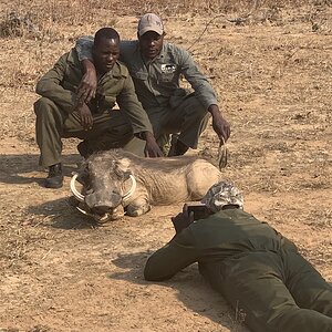 Warthog Hunt Zimbabwe