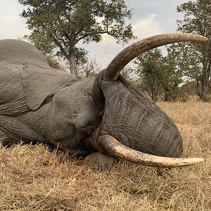 Elephant Hunting South Africa