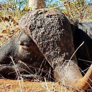 Buffalo Hunt Limpopo South Africa