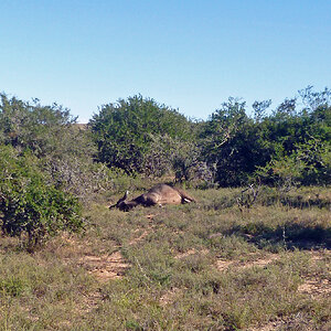 Buffalo Hunting Grahamstown South Africa