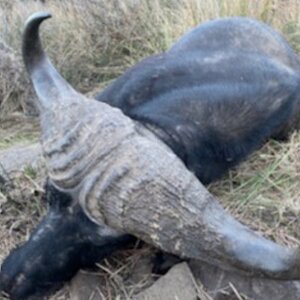 Buffalo Hunt Freestate South Africa