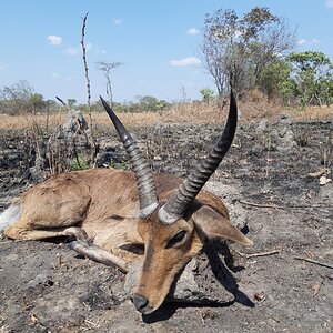 Reedbuck Hunting Zambia