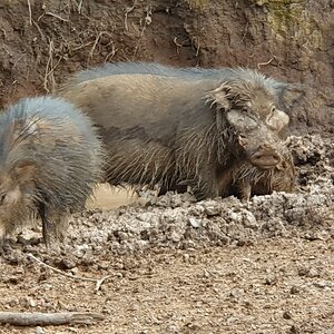 Giant Forest Hog Central African Republic