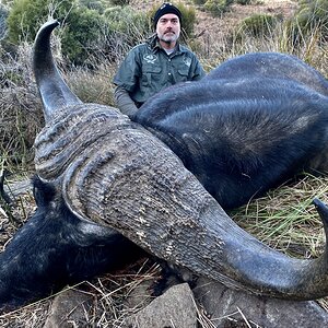 Buffalo Hunting South Africa