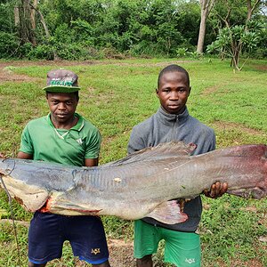 Catfish Fishing Central African Republic