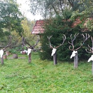 Red Stag Skulls