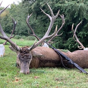 Red Stag Hunting Romania