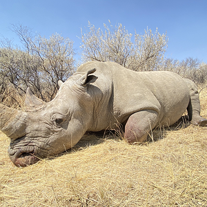 White Rhino Eland Hunt Namibia