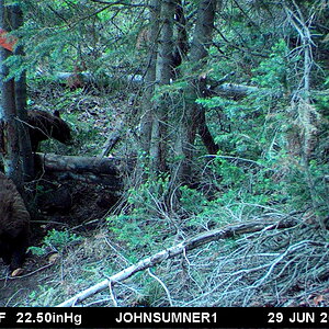 Black Bear Trail Cam