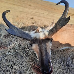 Pronghorn Antelope Hunt Canada