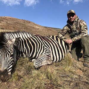 Zebra Hunt Karoo South Africa